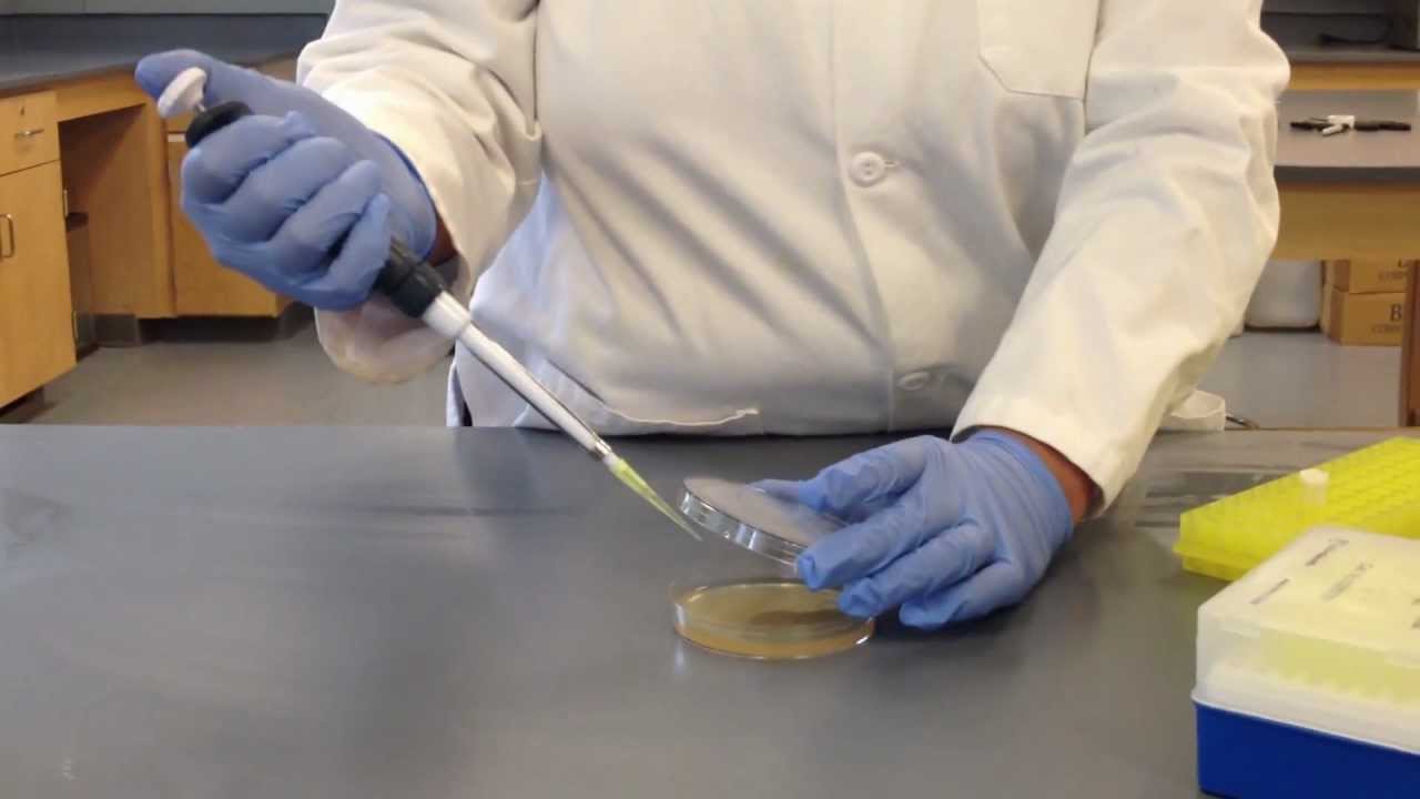 Yeast Plating for UV Project