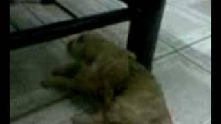 Download lagu Pretzel Pretzel mp3 Download lagu Pretzel Pretzel mp3