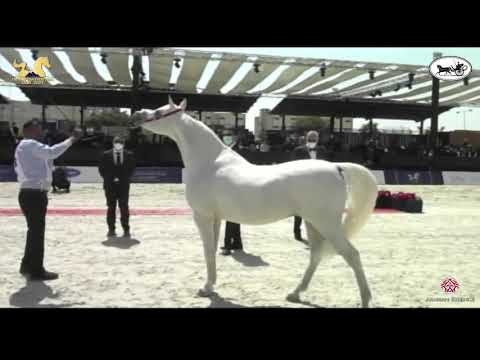 N 129 JAMIL OMAR   The Egyptian Event Cairo 2021   Stallions 7 9 Years Old Class 10