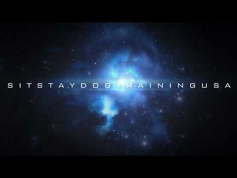 Sit Stay Dog Training USA video.