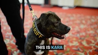 Colorado&#39;s First Pit Bull Police Dog! | DOGS YOU SHOULD KNOW