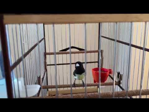 10 HORAS DE CANTO - ENCARTE TUI TUI PAPA-CAPIM DE FIBRA