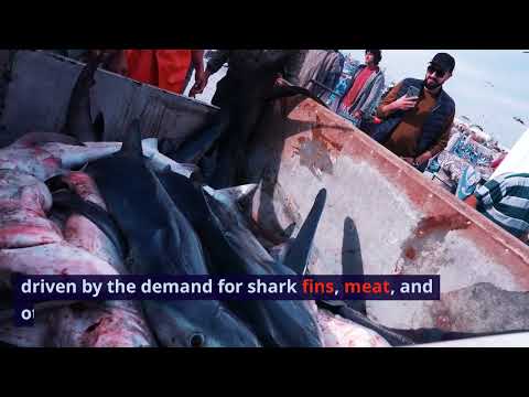 Shark's Threats & Predators  #Creative MKS