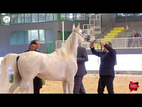 N.71 FA SIRIUS - SEWC 2018 - Junior Colts (Class 4B)