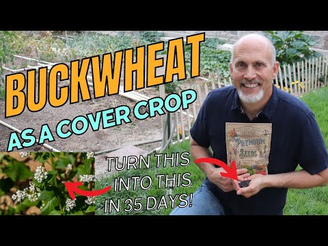 Buckwheat Cover Crop in the Vegetable Garden