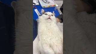 Mama? #cat #cute #catvideo #cutecat #funnyvideo #funny