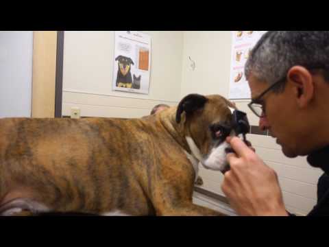 Orleans Vet Hospital Mannequin Challenge