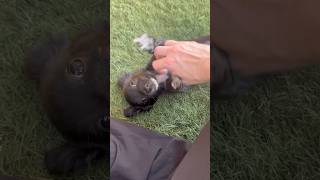 Video preview image #1 Chihuahua-Unknown Mix Puppy For Sale in Phoenix, AZ, USA