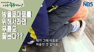 [방울토마토 농장에 씨름꾼이 산다] 영석 씨가 무릎을 꿇은 이유는??