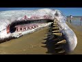 100 Most Dangerous Animals In The World