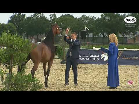 N 97 MUNEFA AL NASSER   Arabian Horse Weekend 2021   International