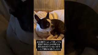 【お仕事行くよシリーズ】飼い主がいない間一人で静かに過ごしたい犬 #ボストンテリア