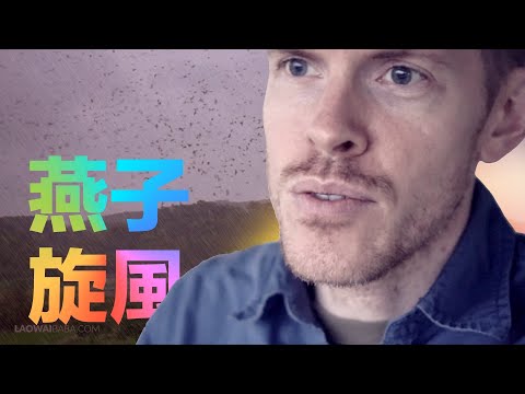 燕子攻擊人