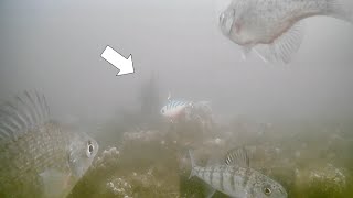 BIG PIKE Crushes RATTLE BAIT! Ice Fishing 2024