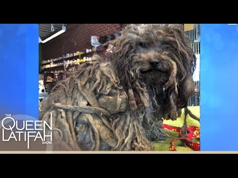 Amazing Dog Rescue Story | The Queen Latifah Show