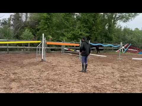 3 yo Sligo Candy Boy x Loughehoe Guy gelding - Image 2