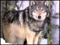 Анатолий Могилевский - Подранок 