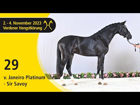Verden Stallion Licensing 2023 - Dressage - Nov. 2-4 - No. 29 Stallion by Janeiro Platinum