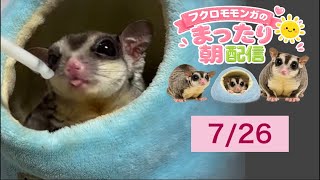 フクロモモンガのまったり朝配信🐿政治界隈の日常に小さな癒やしをお届け中 #フクロモモンガ