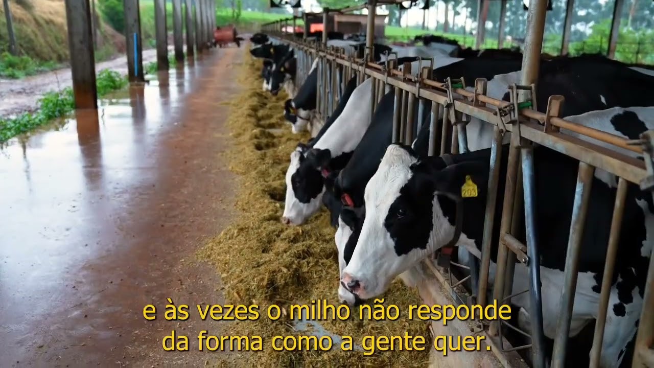 Depoimento Joaquim Grzybowski