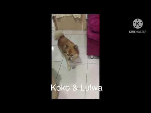 Naghahanap n nman c Lulwa