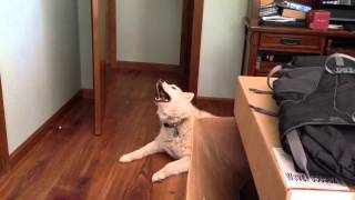 Husky Howl for Shiso