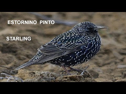 ESTORNINO PINTO | STARLING | Sturnus vulgari