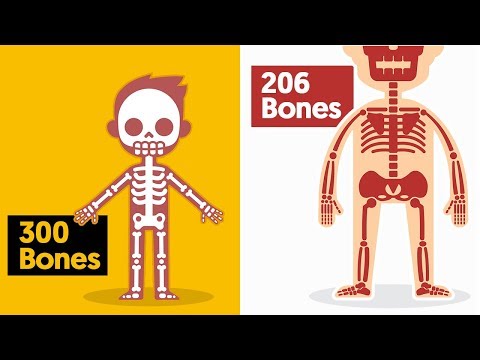 Why do Babies Have More Bones Than Adults, and What Happens to Them?