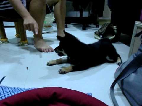 喔喔好棒喔！！！！(原發表者:喔喔巴巴)(影片)