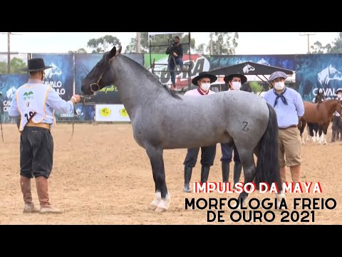 Impulso da Maya - Morfologia Freio de Ouro 2021