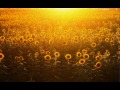 Low - Sunflower Lyrics