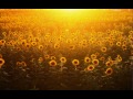 Low - Sunflower Lyrics 