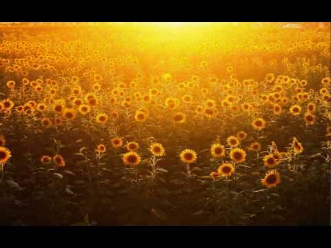 Video thumbnail for Sunflower