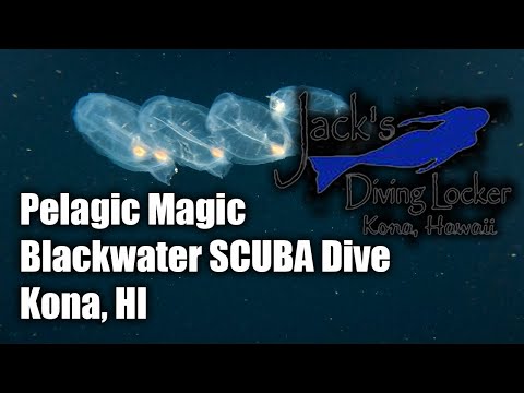 What It’s Like to Do a Pelagic Magic Night Dive (Jack’s Diving Locker)