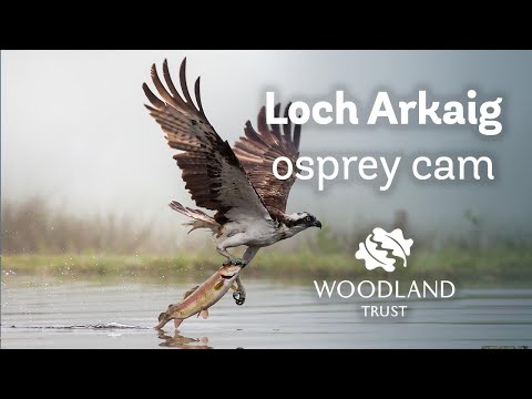 Osprey chicks fight over fish - sibling rivalry - Loch Arkaig Osprey Cam (2020)