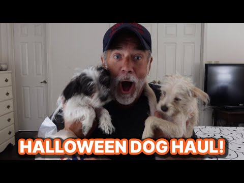 HALLOWEEN DOG HAUL WITH TREATS & COSTUMES!