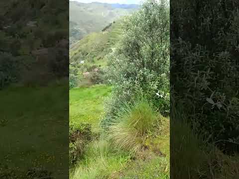 LAPAZ ..BOLIVIA ...MUNICIPIO DE MOCOMOCO