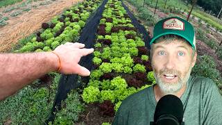 How to Rock Your Summer Lettuce + Wood Chip Mulch OVER Compost Mulch?
