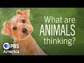Nova Science Now What Are Animals Thinking 2012 Full Documentary