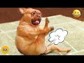 Cats And Dogs Reaction To Farts The Funniest Videos Ever