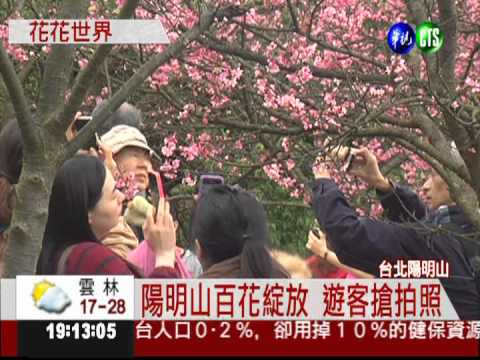陽明山"花花世界" 湧入大批人潮