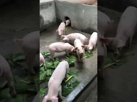 , title : 'Anak babi'