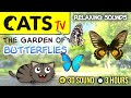 GAME FOR CATS -  Butterflies compilation 🦋 Relaxing Sounds 🐦🎶 [CATS TV] 3 HOURS