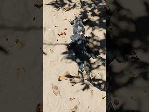 Life Beneath the Beach Trees: Young Marine Iguanas on Isabela Island, Galapagos