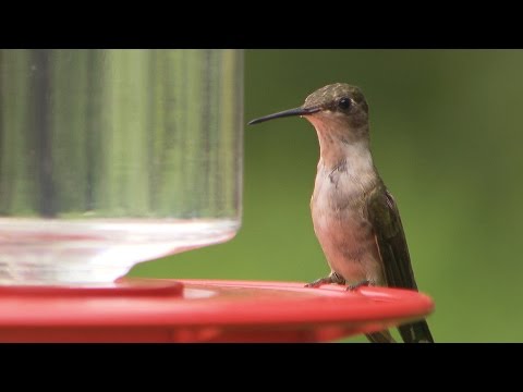 The Sounds of Hummingbirds