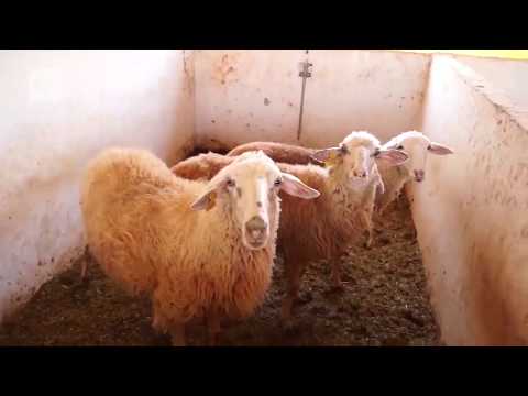 UFGD Ciência 12/2018 - Professor Fernando Miranda