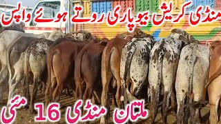 Download lagu Today Multan Cow Mandi latest Video | Qurbani 2026 Animals Fresh Rates || Global Village Farming  mp3