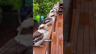 Download lagu Why are kookaburras not afraid of people?#animals #funnyanimal #kookaburra #cute #funny mp3
