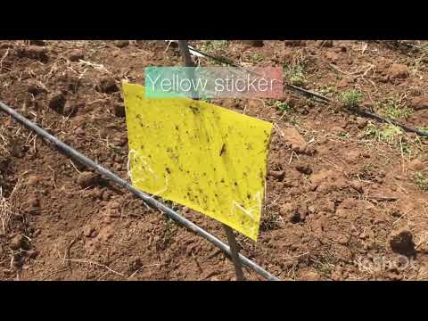 Ultimate Tuta Absoluta Trap Guide: Boost Tomato Yields and Stop the Invasion