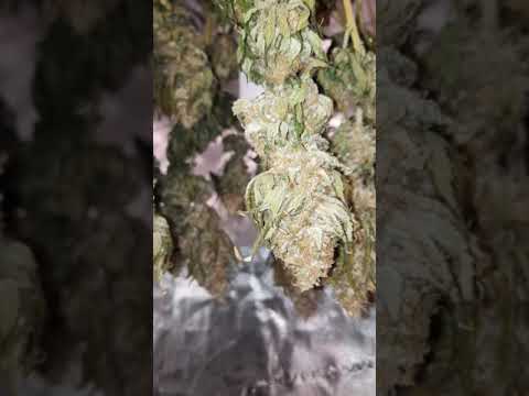 Durban Poison Grow final days (G-13 Auto Flower coming up next)